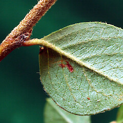 Leaf underside; cultivated, Whanganui.<br>Photographer: Colin C. Ogle, Date taken: 24/04/2016, Licence: <a target='_blank' href='https://creativecommons.org/licenses/by-nc/4.0'>CC BY-NC</a>. <a class='member-message' href='/nzpcn/why-join-nzpcn/' target='_blank'>Members can view a larger version of this image.</a>