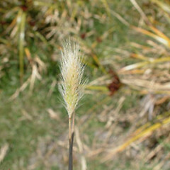 Hordeum marinum subsp. marinum