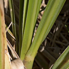 Glabrous leaf base. Plimmerton, Porirua.<br>Photographer: Jeremy R. Rolfe, Date taken: 09/06/2006, Licence: <a target='_blank' href='https://creativecommons.org/licenses/by/4.0'>CC BY</a>. <a class='member-message' href='/nzpcn/why-join-nzpcn/' target='_blank'>Members can view a larger version of this image.</a>