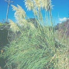 Cortaderia selloana.<br>Photographer: John Smith-Dodsworth, Licence: <a target='_blank' href='https://creativecommons.org/licenses/by-nc/4.0'>CC BY-NC</a>. <a class='member-message' href='/nzpcn/why-join-nzpcn/' target='_blank'>Members can view a larger version of this image.</a>