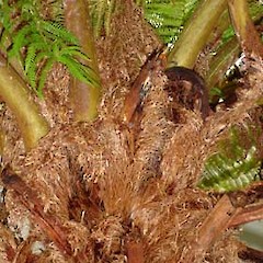 Cyathea cooperi.<br>Photographer: Peter J de Lange, Licence: <a target='_blank' href='https://creativecommons.org/licenses/by-nc/4.0'>CC BY-NC</a>.