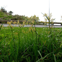 Cyperus esculentus - Onehunga.<br>Photographer: Mike Wilcox, Date taken: 22/12/2007, Licence: All rights reserved. <a class='member-message' href='/nzpcn/why-join-nzpcn/' target='_blank'>Members can view a larger version of this image.</a>