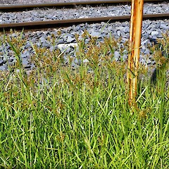 Whanganui. Feb 2013.<br>Photographer: Colin C. Ogle, Licence: <a target='_blank' href='https://creativecommons.org/licenses/by-nc/4.0'>CC BY-NC</a>. <a class='member-message' href='/nzpcn/why-join-nzpcn/' target='_blank'>Members can view a larger version of this image.</a>
