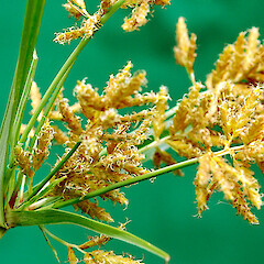 Inflorescence and bract, Whanganui. Feb 2013.<br>Photographer: Colin C. Ogle, Licence: <a target='_blank' href='https://creativecommons.org/licenses/by-nc/4.0'>CC BY-NC</a>. <a class='member-message' href='/nzpcn/why-join-nzpcn/' target='_blank'>Members can view a larger version of this image.</a>