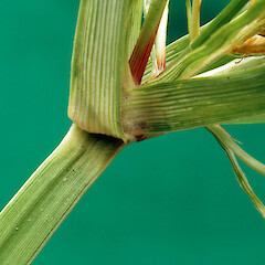 Bract at base of inflorescence, Whanganui. Feb 2013.<br>Photographer: Colin C. Ogle, Licence: <a target='_blank' href='https://creativecommons.org/licenses/by-nc/4.0'>CC BY-NC</a>. <a class='member-message' href='/nzpcn/why-join-nzpcn/' target='_blank'>Members can view a larger version of this image.</a>