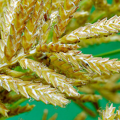 Spikelets, Whanganui. Feb 2013.<br>Photographer: Colin C. Ogle, Licence: <a target='_blank' href='https://creativecommons.org/licenses/by-nc/4.0'>CC BY-NC</a>. <a class='member-message' href='/nzpcn/why-join-nzpcn/' target='_blank'>Members can view a larger version of this image.</a>