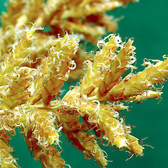 Spikelets showing stigmas and anthers, Whanganui. Feb 2013.<br>Photographer: Colin C. Ogle, Licence: <a target='_blank' href='https://creativecommons.org/licenses/by-nc/4.0'>CC BY-NC</a>. <a class='member-message' href='/nzpcn/why-join-nzpcn/' target='_blank'>Members can view a larger version of this image.</a>