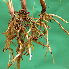 Rhizomes, Whanganui. Feb 2013.<br>Photographer: Colin C. Ogle, Licence: <a target='_blank' href='https://creativecommons.org/licenses/by-nc/4.0'>CC BY-NC</a>. <a class='member-message' href='/nzpcn/why-join-nzpcn/' target='_blank'>Members can view a larger version of this image.</a>