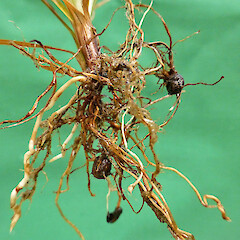 Rhizomes with tubers, Whanganui. Feb 2013.<br>Photographer: Colin C. Ogle, Licence: <a target='_blank' href='https://creativecommons.org/licenses/by-nc/4.0'>CC BY-NC</a>. <a class='member-message' href='/nzpcn/why-join-nzpcn/' target='_blank'>Members can view a larger version of this image.</a>