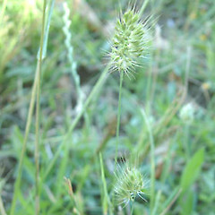 Cynosurus echinatus.<br>Photographer: John Smith-Dodsworth, Licence: <a target='_blank' href='https://creativecommons.org/licenses/by-nc/4.0'>CC BY-NC</a>.