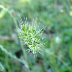 A Cynosurus echinatus spike.<br>Photographer: John Smith-Dodsworth, Licence: <a target='_blank' href='https://creativecommons.org/licenses/by-nc/4.0'>CC BY-NC</a>.