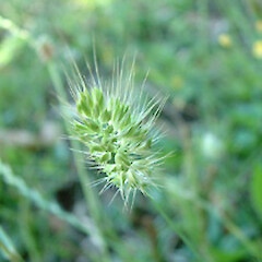 Cynosurus echinatus