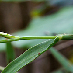 Leaf sheath, collar and base of blade. Wanganui. Mar 2010.<br>Photographer: Colin C. Ogle, Date taken: 03/03/2010, Licence: <a target='_blank' href='https://creativecommons.org/licenses/by-nc/4.0'>CC BY-NC</a>.