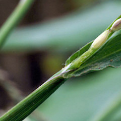 Leaf base. Wanganui. Mar 2010.<br>Photographer: Colin C. Ogle, Date taken: 03/03/2010, Licence: <a target='_blank' href='https://creativecommons.org/licenses/by-nc/4.0'>CC BY-NC</a>.