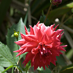 Dahlia coccinea × D. pinnata