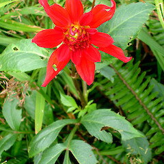 Dahlia coccinea × D. pinnata.<br>Photographer: Peter J de Lange, Licence: <a target='_blank' href='https://creativecommons.org/licenses/by-nc/4.0'>CC BY-NC</a>. <a class='member-message' href='/nzpcn/why-join-nzpcn/' target='_blank'>Members can view a larger version of this image.</a>
