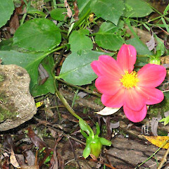 Sutherlands Puriri Bush Reserve, Turakina Valley.<br>Photographer: Graeme La Cock, Date taken: 01/04/2007, Licence: <a target='_blank' href='https://creativecommons.org/licenses/by-nc/4.0'>CC BY-NC</a>. <a class='member-message' href='/nzpcn/why-join-nzpcn/' target='_blank'>Members can view a larger version of this image.</a>