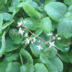 Crassula multicava subsp. multicava