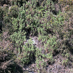 Crassula tetragona subsp. robusta