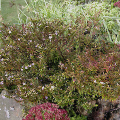 In cultivation.<br>Photographer: John Smith-Dodsworth, Licence: <a target='_blank' href='https://creativecommons.org/licenses/by-nc/4.0'>CC BY-NC</a>. <a class='member-message' href='/nzpcn/why-join-nzpcn/' target='_blank'>Members can view a larger version of this image.</a>