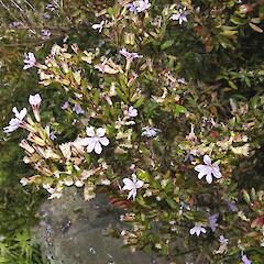 In cultivation.<br>Photographer: John Smith-Dodsworth, Licence: <a target='_blank' href='https://creativecommons.org/licenses/by-nc/4.0'>CC BY-NC</a>. <a class='member-message' href='/nzpcn/why-join-nzpcn/' target='_blank'>Members can view a larger version of this image.</a>