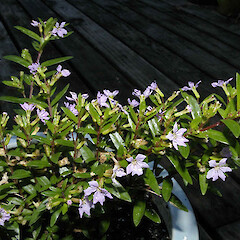 In cultivation.<br>Photographer: John Smith-Dodsworth, Licence: <a target='_blank' href='https://creativecommons.org/licenses/by-nc/4.0'>CC BY-NC</a>. <a class='member-message' href='/nzpcn/why-join-nzpcn/' target='_blank'>Members can view a larger version of this image.</a>