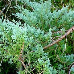 Cupressus lusitanica.<br>Photographer: Peter J de Lange, Licence: <a target='_blank' href='https://creativecommons.org/licenses/by-nc/4.0'>CC BY-NC</a>.