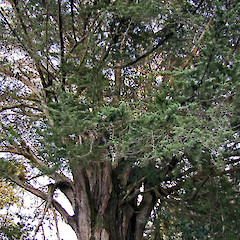 Bruce Park, 5km south of Hunterville.<br>Photographer: Jeremy R. Rolfe, Date taken: 22/07/2006, Licence: <a target='_blank' href='https://creativecommons.org/licenses/by/4.0'>CC BY</a>.