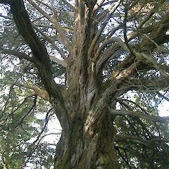 Awhitu Regional Park - NZ’s largest macrocarpa tree.<br>Photographer: John Sawyer, Licence: <a target='_blank' href='https://creativecommons.org/licenses/by-nc/4.0'>CC BY-NC</a>.