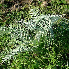 Cynara cardunculus.<br>Photographer: Peter J de Lange, Licence: <a target='_blank' href='https://creativecommons.org/licenses/by-nc/4.0'>CC BY-NC</a>. <a class='member-message' href='/nzpcn/why-join-nzpcn/' target='_blank'>Members can view a larger version of this image.</a>