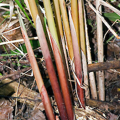 Te Awa Kairangi / Hutt River.<br>Photographer: Jeremy R. Rolfe, Date taken: 11/07/2006, Licence: <a target='_blank' href='https://creativecommons.org/licenses/by/4.0'>CC BY</a>. <a class='member-message' href='/nzpcn/why-join-nzpcn/' target='_blank'>Members can view a larger version of this image.</a>