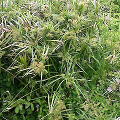 Cyperus involucratus.<br>Photographer: Trevor James, Date taken: 06/01/2005, Licence: All rights reserved. <a class='member-message' href='/nzpcn/why-join-nzpcn/' target='_blank'>Members can view a larger version of this image.</a>
