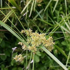 Cyperus involucratus.<br>Photographer: Trevor James, Date taken: 06/01/2005, Licence: All rights reserved. <a class='member-message' href='/nzpcn/why-join-nzpcn/' target='_blank'>Members can view a larger version of this image.</a>