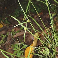 Kyllinga brevifolius.<br>Photographer: John Smith-Dodsworth, Licence: <a target='_blank' href='https://creativecommons.org/licenses/by-nc/4.0'>CC BY-NC</a>.