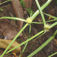 Kyllinga brevifolius.<br>Photographer: John Smith-Dodsworth, Licence: <a target='_blank' href='https://creativecommons.org/licenses/by-nc/4.0'>CC BY-NC</a>.