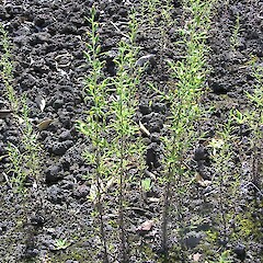 Dittrichia graveolens - Islington Bay Rd., Rangitoto Island.<br>Photographer: Mike Wilcox, Date taken: 12/04/2006, Licence: All rights reserved. <a class='member-message' href='/nzpcn/why-join-nzpcn/' target='_blank'>Members can view a larger version of this image.</a>