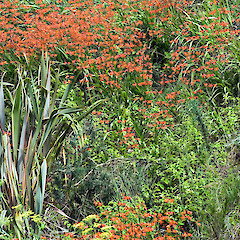 Pinehaven, Upper Hutt.<br>Photographer: Jeremy R. Rolfe, Date taken: 04/02/2007, Licence: <a target='_blank' href='https://creativecommons.org/licenses/by/4.0'>CC BY</a>.