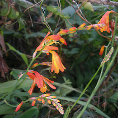 Chatham Islands, Waitangi.<br>Photographer: John Sawyer, Licence: <a target='_blank' href='https://creativecommons.org/licenses/by-nc/4.0'>CC BY-NC</a>.