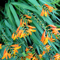 Whanganui. Jan 2013.<br>Photographer: Colin C. Ogle, Licence: <a target='_blank' href='https://creativecommons.org/licenses/by-nc/4.0'>CC BY-NC</a>.