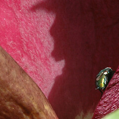 Inflorescence spathe with fly; garden, Matai St, Whanganui.<br>Photographer: Colin C. Ogle, Date taken: 24/11/2015, Licence: <a target='_blank' href='https://creativecommons.org/licenses/by-nc/4.0'>CC BY-NC</a>. <a class='member-message' href='/nzpcn/why-join-nzpcn/' target='_blank'>Members can view a larger version of this image.</a>