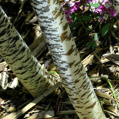 Petioles & sheaths; garden, Matai St, Whanganui.<br>Photographer: Robyn Ogle, Date taken: 24/11/2015, Licence: All rights reserved. <a class='member-message' href='/nzpcn/why-join-nzpcn/' target='_blank'>Members can view a larger version of this image.</a>