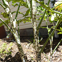 Stems, sheaths, petioles.<br>Photographer: Colin C. Ogle, Date taken: 24/11/2015, Licence: <a target='_blank' href='https://creativecommons.org/licenses/by-nc/4.0'>CC BY-NC</a>. <a class='member-message' href='/nzpcn/why-join-nzpcn/' target='_blank'>Members can view a larger version of this image.</a>