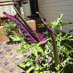 Flowering plants (one in bud); garden, Matai St Whanganui.<br>Photographer: Robyn Ogle, Date taken: 24/11/2015, Licence: All rights reserved. <a class='member-message' href='/nzpcn/why-join-nzpcn/' target='_blank'>Members can view a larger version of this image.</a>