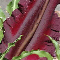 Details of spathe and spadix; garden, Matai St, Whanganui.<br>Photographer: Colin C. Ogle, Date taken: 24/11/2015, Licence: <a target='_blank' href='https://creativecommons.org/licenses/by-nc/4.0'>CC BY-NC</a>. <a class='member-message' href='/nzpcn/why-join-nzpcn/' target='_blank'>Members can view a larger version of this image.</a>