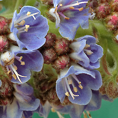 Whanganui. Sep 2011.<br>Photographer: Colin C. Ogle, Licence: <a target='_blank' href='https://creativecommons.org/licenses/by-nc/4.0'>CC BY-NC</a>.