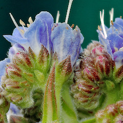 Scorpioid cymes. Whanganui. Sep 2011.<br>Photographer: Colin C. Ogle, Licence: <a target='_blank' href='https://creativecommons.org/licenses/by-nc/4.0'>CC BY-NC</a>.