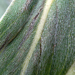 Upper leaf surface. Whanganui. Sep 2011.<br>Photographer: Colin C. Ogle, Licence: <a target='_blank' href='https://creativecommons.org/licenses/by-nc/4.0'>CC BY-NC</a>.