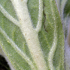 Lower leaf surface. Whanganui. Sep 2011.<br>Photographer: Colin C. Ogle, Licence: <a target='_blank' href='https://creativecommons.org/licenses/by-nc/4.0'>CC BY-NC</a>.