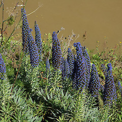 semi-woody much-branched shrub; steep bank of Whanganui R, in city.<br>Photographer: Colin C. Ogle, Date taken: 03/10/2009, Licence: <a target='_blank' href='https://creativecommons.org/licenses/by-nc/4.0'>CC BY-NC</a>.