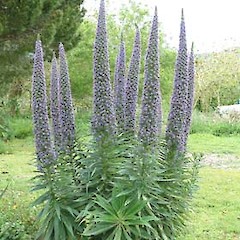 Echium pininana.<br>Photographer: John Smith-Dodsworth, Licence: <a target='_blank' href='https://creativecommons.org/licenses/by-nc/4.0'>CC BY-NC</a>.